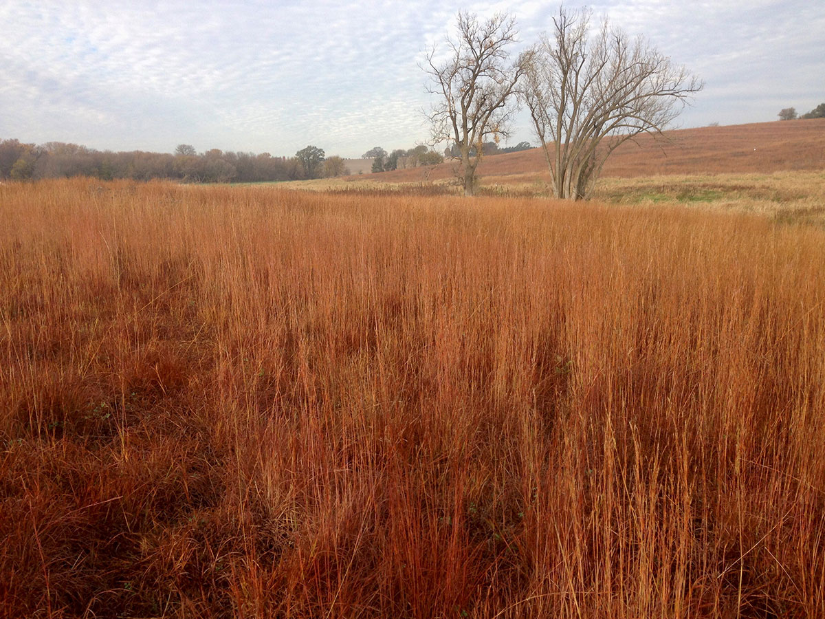 red prairie grasses