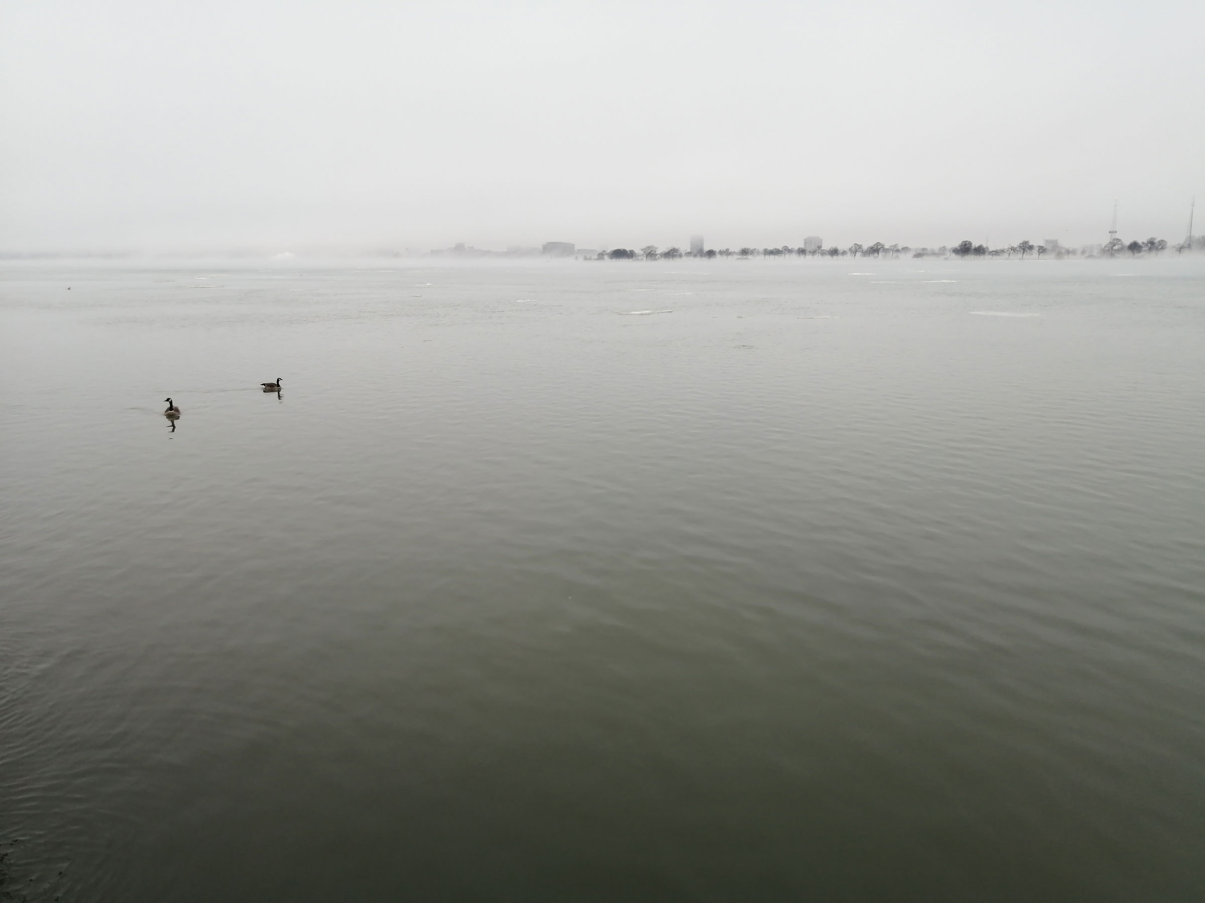 foggy lake that is predominantly silver gray, with two ducks on the surface in the midground