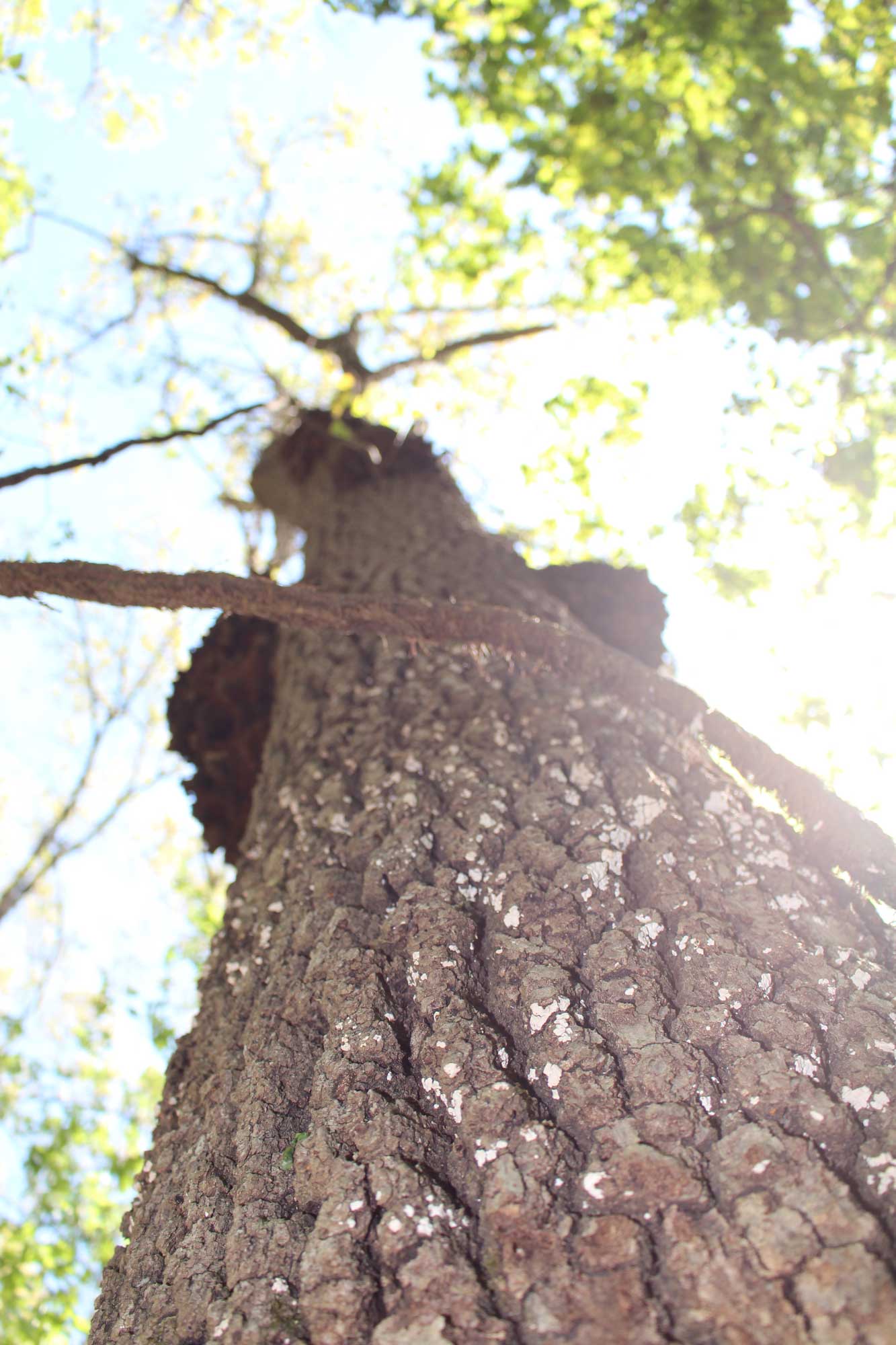 photo of a tree from the perspective of the base of the trunk viewing upward