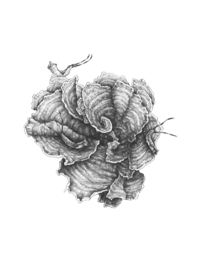 drawing of turkey tail fungus with caterpillars