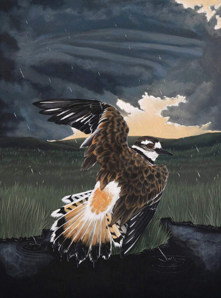 a killdeer displays a "broken wing" in front of a darkening, stormy prairie sky