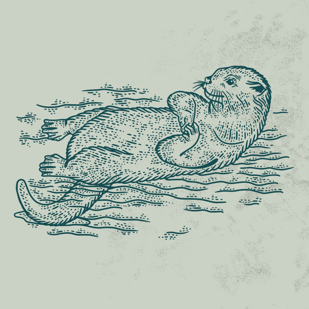 otter scratchboard drawing on natural textured blue background