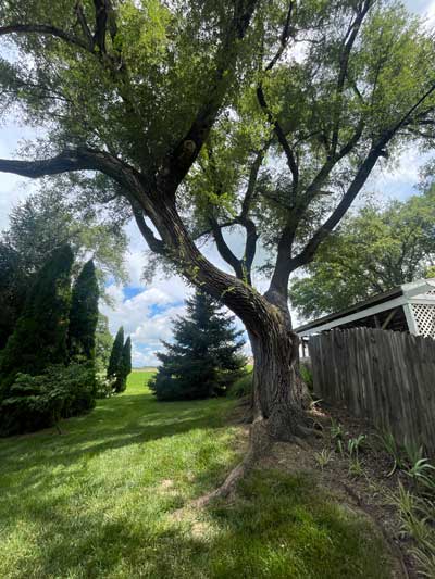 elegant elm branches on rural property