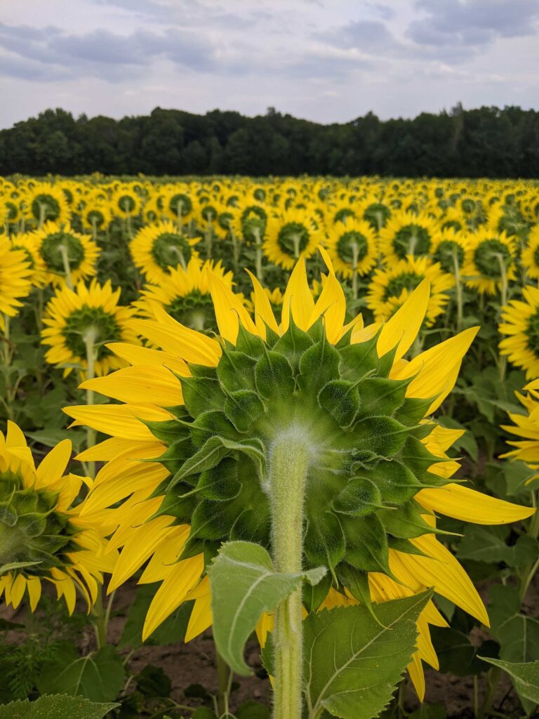 sunflower field with camera angle behind the stem of the flowers