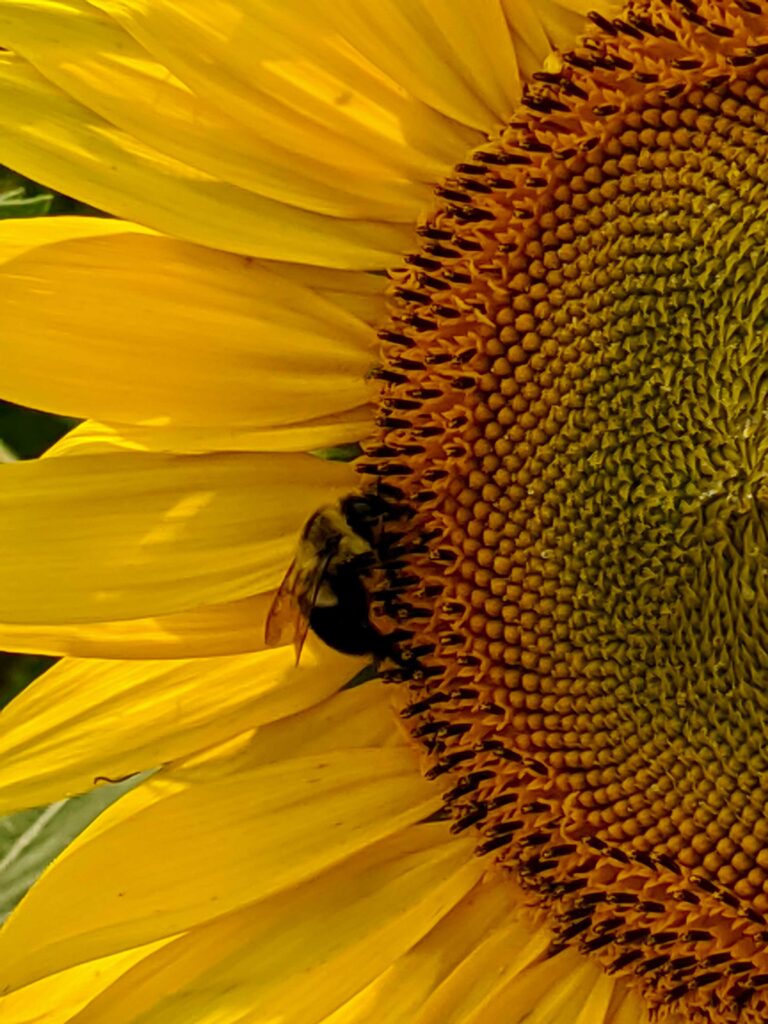 close-up of a bee on the edge of a sunflower seedhead in bloom