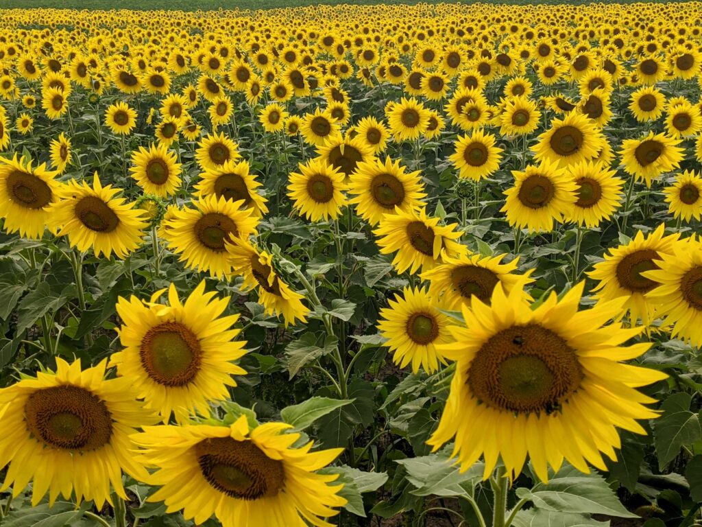 sunflower field with camera angle in front of the flowers' faces