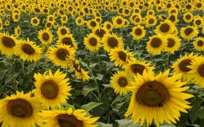 On Sunflowers, and Hope, in Times of Drought